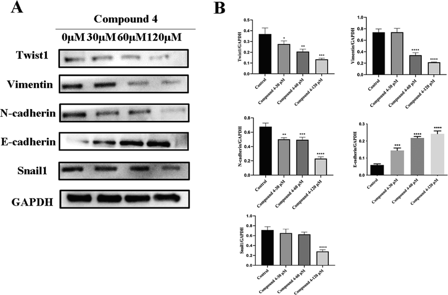 Compound 4 inhibited the invasion and metastasis of HepG2 cells by inhibiting EMT. (A, B) Western blot analysis showed that E-cadherin expression was increased and Vimentin, Snail1, N-cadherin and Twist1 expression were decreased in compound 4 treated groups compared with the negative control. (Data was represented as the means ± SD, n = 3. * P < 0.05, ** P < 0.01, *** P < 0.001).
