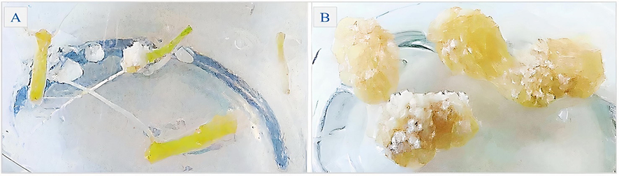 Hypocotyl segments of H. sabdariffa inoculated in MS culture medium (A) for induction of hypocotyledonary callus in vitro (B).