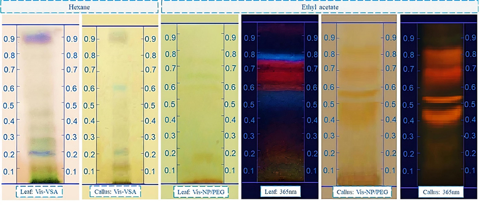 Analytical thin layer chromatography (A-TLC) performed using hexane extract of leaves and callus of H. sabdariffa eluded in hexane; ether; and acetone drops (8:2: 2 drops v /v/v) and sprayed with VAS and ethyl acetate extract eluided in dichloro : methanol with 1% formic acid and drops of ether (9:1:10 drops v/v/v) and sprayed with chromogenic agent NP/PEG visualized at 365 nm.