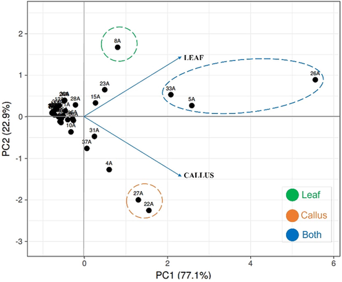 Principal component analysis (PCA) biplot, based on the variability of chemical profiles of leaf and callus samples of H. sabdariffa. Source: Authors. Created using the ClustVis.