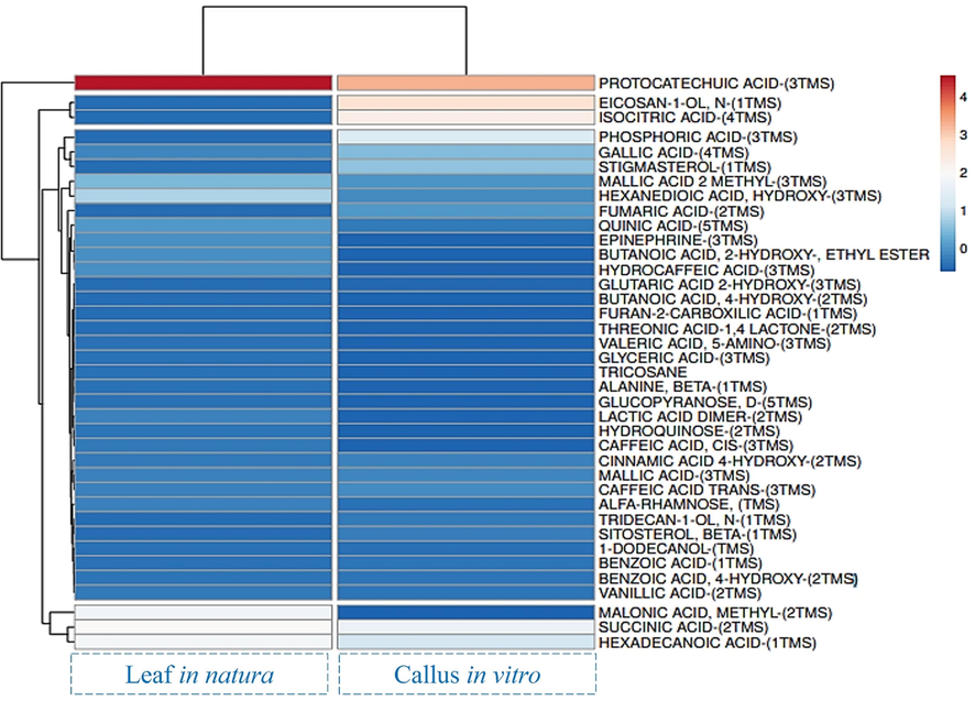 Heat map with gradient of color from red to blue, which represents in this order the levels of higher and lower concentration of chemical compounds of in natura leaves and callus in vitro of H. sabdariffa. Source: Authors, built using the ClustVis.