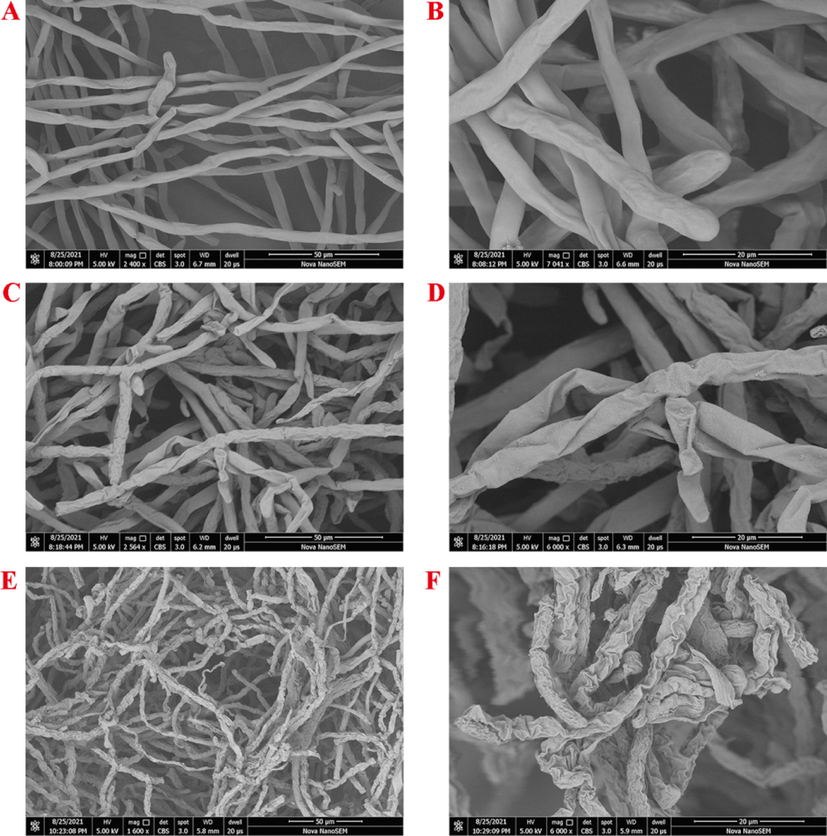 Scanning electron micrographs of the hyphae of RS with or without compound 5u treatment. (A, B) control groups (DMSO); (C, D) 5u at 50 µg/mL and (E, F) 5u at 100 µg/mL.