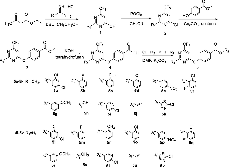 Synthetic route of the target compounds 5a-5v.