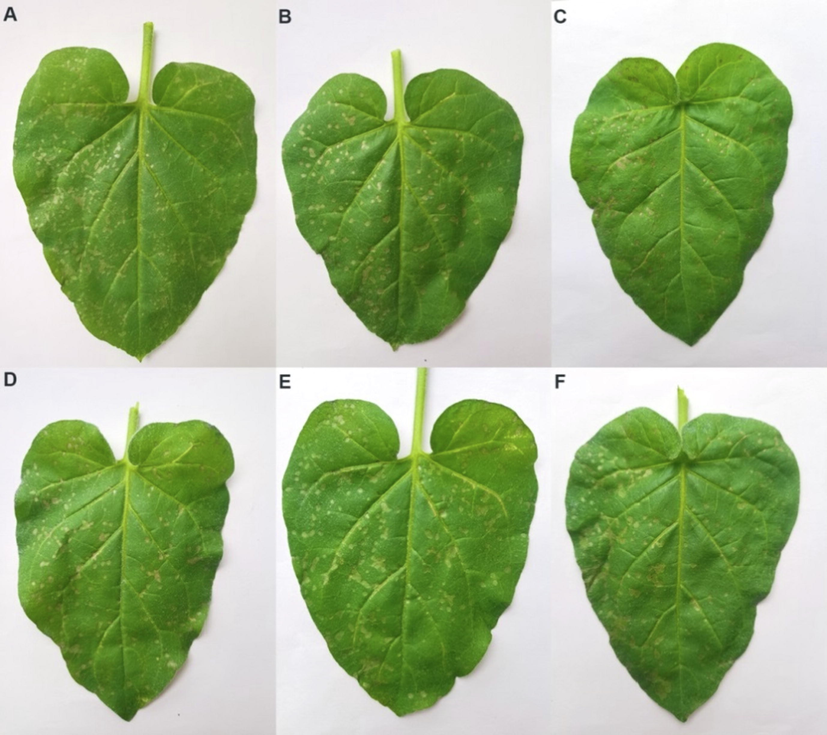 Anti-TMV activities of 5m (A. Curative activity, B. Protection activity, C. Inactivated activity) and ningnanmycin (D. Curative activity, E. Protection activity, F. Inactivated activity) in vivo.
