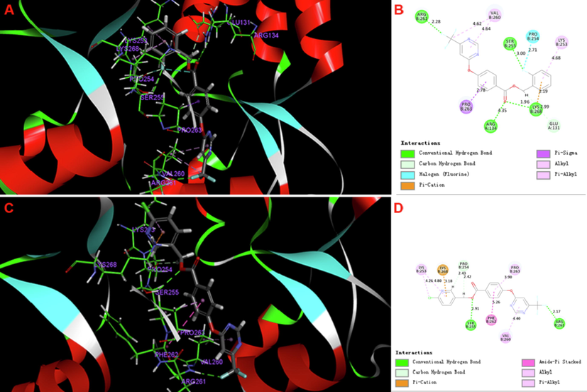 Molecular docking results of compounds 5m (A and B), 5t (C and D).