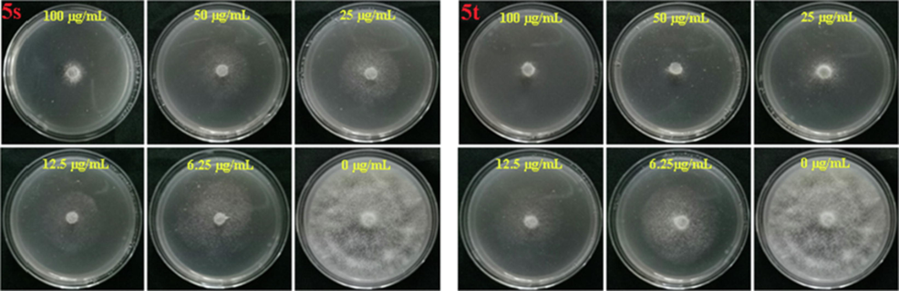 Antifungal activities of compounds 5s and 5t against PL in vitro.