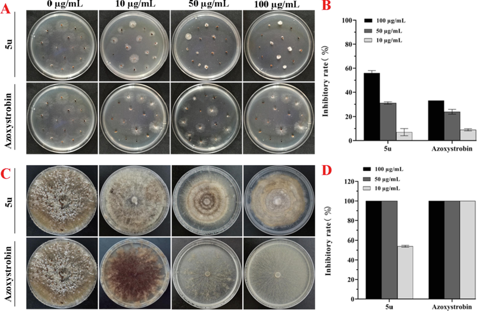 Inhibitory activities of compound 5u on sclerotia germination (A, B) and formation (C, D) of RS.