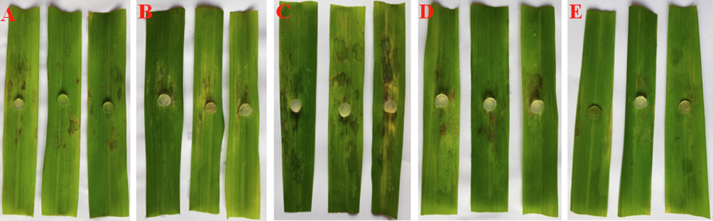 The protection efficacy of compound 5u against rice sheath blight disease on detached rice leaves. (A) 5u at 100 μg/mL; (B) 5u at 200 μg/mL; (C) Negative control; (D) Azoxystrobin at 100 μg/mL; (E) Azoxystrobin at 200 μg/mL.