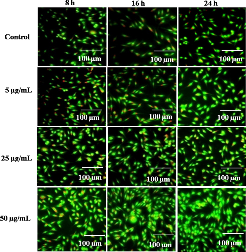 Fluorescent proliferation images of control and methanolic extract (5, 25, and 50 µg/mL) at 8, 16, and 24 h in L929 mouse fibroblast cells.