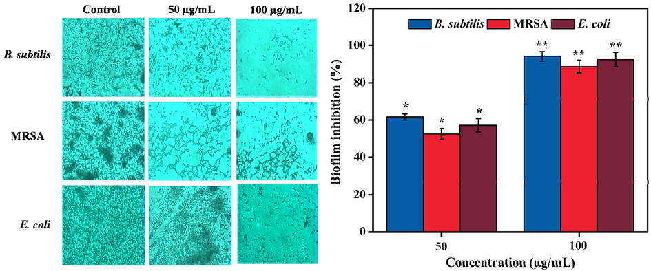 Anti-biofilm effect of methanolic leaves extract against B. subtilis, MRSA, and E. coli on cover glass. The cover glass was not attached with biofilm in the presence of methanolic extract when compared with untreated control group. Values are expressed as the mean ± SD. Statistical significance was considered at P < 0.05 in all cases. **denotes P < 0.01 and *denotes as P < 0.05.