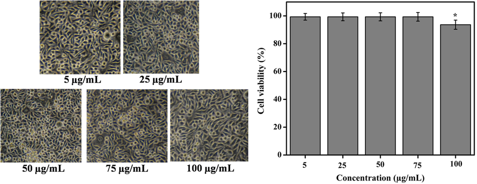 Cytotoxicity effect (morphology and viability) of different concentrations of methanolic extract on L929 mouse fibroblast cell lines. Results showed 99.33 ± 0.26% cell viability at all concentrations of the extract (5–75 µg/mL) while 100 µg/mL of concentration showed 93.66 ± 1.14% cell viability. Values are expressed as the mean ± SD.