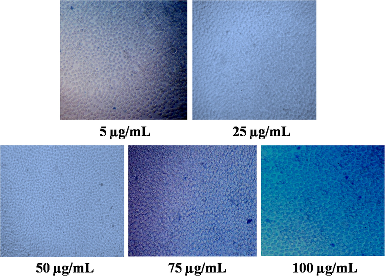 Cytotoxicity assessment of methanolic extract in L929 cell line by trypan blue assay. The extract at different concentrations (5–100 µg/mL) showed no significant toxicity on L929 cell lines.