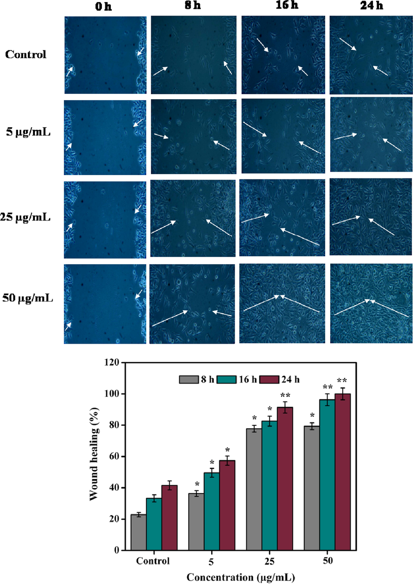 Healing of scratch wounds at different time intervals using three different concentrations (5, 25, and 50 µg/mL) of methanolic extract. White arrow indicates rate of wound closure. Values are expressed as the mean ± SD. Statistical significance was considered at P < 0.05 in all cases. **denotes P < 0.01 and *denotes as P < 0.05.