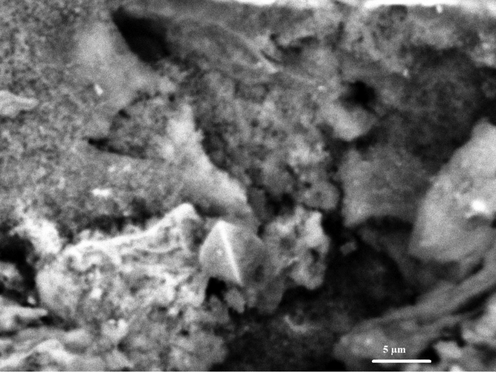 The FE-SEM image of the sodium aluminum silicate hydrate/3-bromo-5-chlorosalicylaldehyde composite.