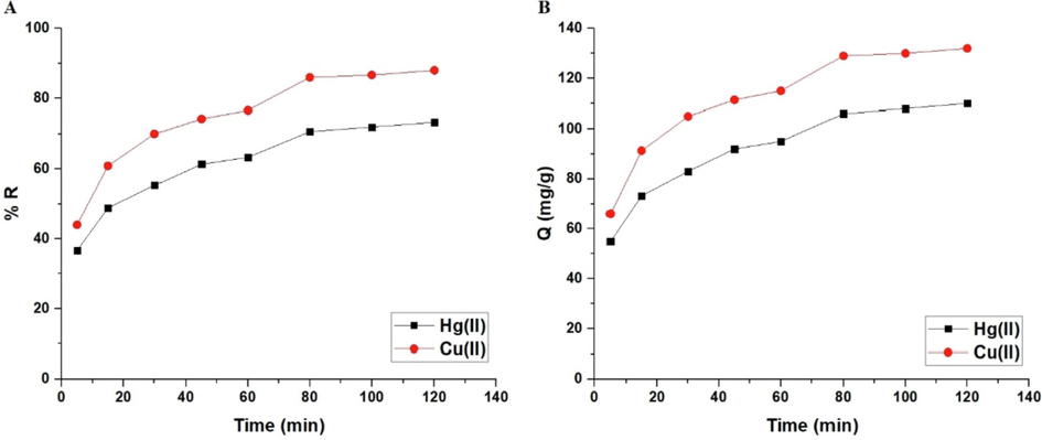 The influence of contact time of the mercury or copper solution on % removal (A) and adsorption capacity (B).