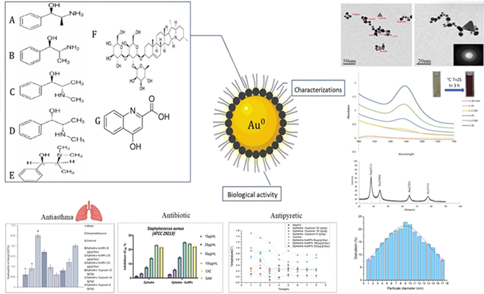 Green synthesis of (Au-NPs) Via Aqueous Extract of Ephedra: Characterization, Antioxidant, Antipyretic, Antiasthma and Antibiotic.