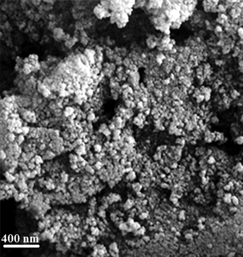 FE-SEM image of Au NPs.