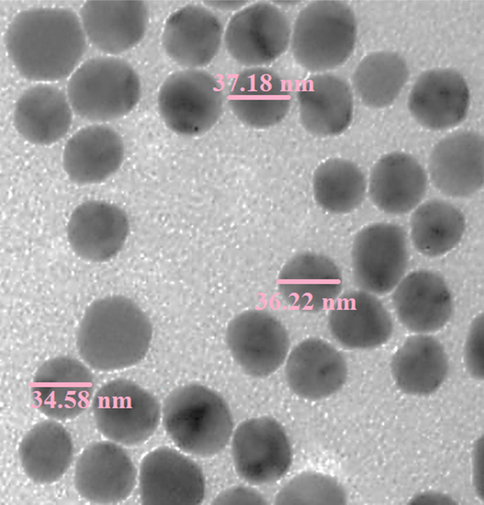 TEM image of Au NPs.