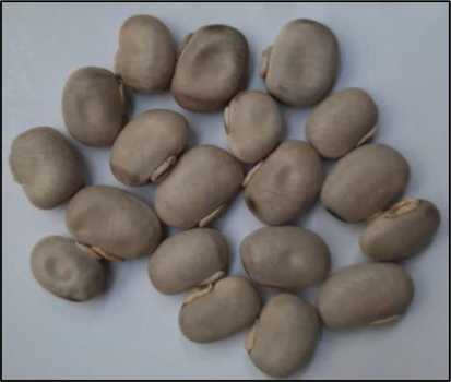 M. pruriens seeds of Central Java accession.