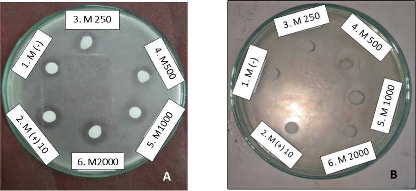 Determination of the inhibition zone of the methanol extract of the Central Java M. pruriens seeds against S. mutans ATCC 35,668 (A) and E. coli ATCC 25,922 (B). 1. DMSO solvent (negative control); 2. Chloramphenicol 10 ppm (positive control); 3. 250 ppm methanol extract; 4. 500 ppm methanol extract; 5. methanol extract 1,000 ppm; 6. 2,000 ppm methanol extract.