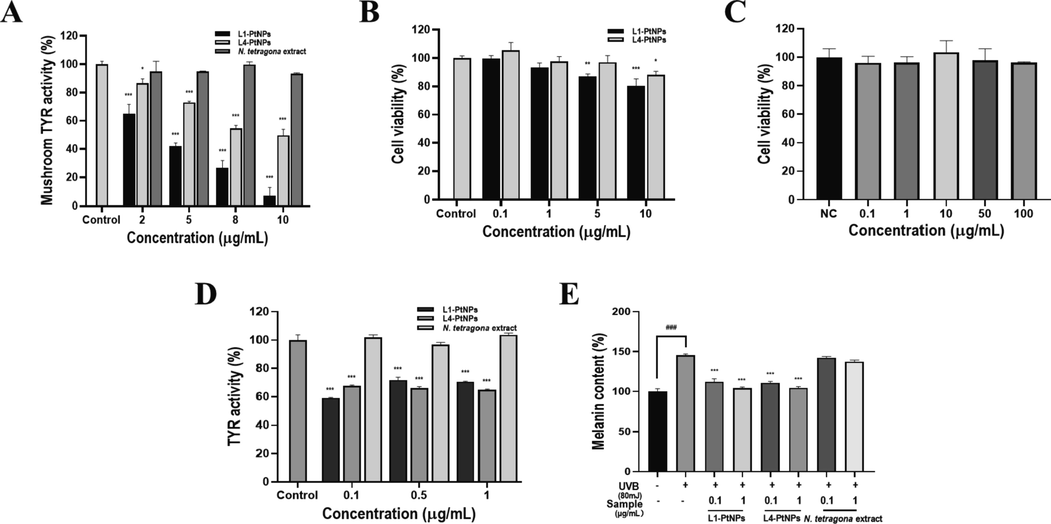 Green synthesized L1-PtNPs and L4-PtNPs can inhibit tyrosinase activity. A. Effects of PtNPs and N. tetragona extract on mushroom tyrosinase activity (*P < 0.05, **P < 0.01, ***P < 0.001). B. Effects of PtNPs on A375 cell viability (*P < 0.05, **P < 0.01, ***P < 0.001). C. Effects of PtNPs and N. tetragona extract on tyrosinase activity in A375 cells. D. Effect of PtNPs and N. tetragona extract on UVB-induced melanin biosynthesis in A375 cells. (#P < 0.05, ##P < 0.01, ###P < 0.001) compared with the control; (*P < 0.05, **P < 0.01, ***P < 0.001) compared with UVB-treated cells.Data are represented as mean ± SD of replicate experiments.