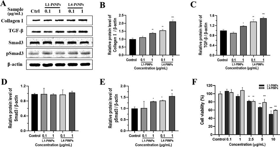 Green synthesized L1-PtNPs and L4-PtNPs can promote collagen I by activating TGF‑β/Smad signaling pathway. A-E. Effects of PtNPs on collagen I, TGF‑β, Smad3 and pSmad3 expression in HFF-1 cells. F. Effects of PtNPs on HFF-1 cells viability. Data are represented as mean ± SD of replicate experiments (*P < 0.05, **P < 0.01, ***P < 0.001).