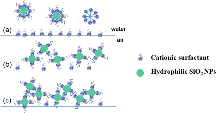 Low concentration of hydrophilic SiO2-NPs (a) in the presence of CTAB solution, when there are still a large number of surfactant molecules on the surface of the gas–liquid interface. When the medium concentration of hydrophilic SiO2-NPs (b) is present with CTAB solution, the surfactant in the solution is partly adsorbed on the surface of nanoparticles and partly at the gas–liquid interface. When a high concentration of hydrophilic SiO2-NPs(c) is present in the CTAB solution, most of the surfactant is adsorbed on the surface of the nanoparticles (JIANG et al.,2016).