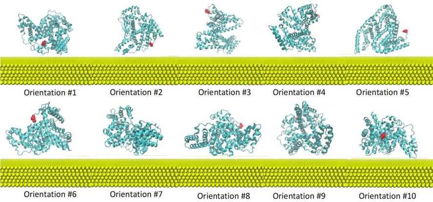 Ten initial orientations of BSA (cyan) in Au solution. Amino acid residue Asp1 in BSA is colored in red to highlight the different initial orientations of the replicates. Au slab is represented in yellow beads. Solvent and components are omitted for clarity.