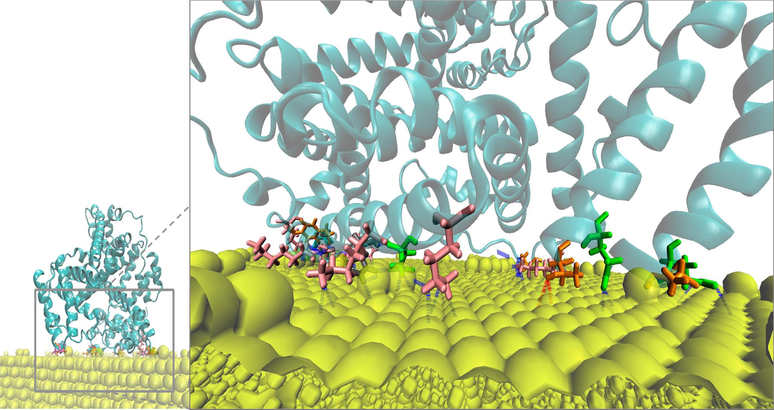 BSA residues involved in the interactions with the gold surface at the adsorption interface of replicate #5. Residues Lys, Thr, Gln, Cys, Asn, and His are represented in pink, orange, green, magenta, grey, and cyan sticks respectively. The rest of BSA is in transparent cyan ribbon and the gold particles in yellow spheres.