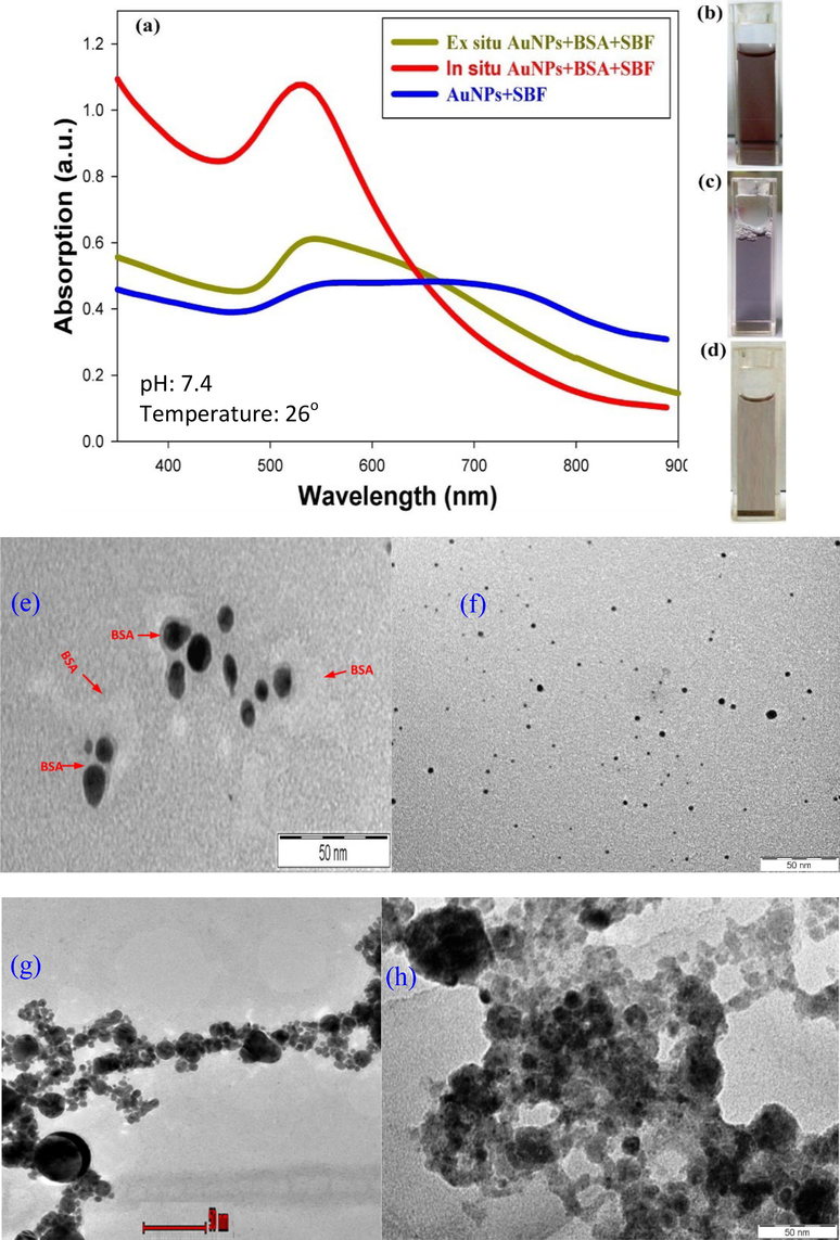 UV–vis spectra of the colloidal dispersion containing particles synthesized by means of laser ablation of an Au target in-situ (red line) and ex-situ (green line) at a laser fluence of 358.4 J/cm2. Blue curve is the absorbance spectrum of AuNPs and SBF. Inset figure shows the images of: (b) in-situ AuNPs + SBF + BSA, (c) ex-situ AuNPs + SBF + BSA, and (d) AuNPs + SBF. Transmission electron microscope images of (e) in situ AuNPs + SBF + BSA, (f) BSA proteins adsorb to AuNPs synthesized by laser ablation in SBF In- situ (g) ex-situ AuNPs + SBF + BSA, and (h) AuNPs + SBF.