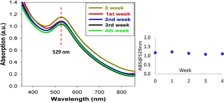 UV–vis spectra measured after 1, 2, 3, and 4 weeks for the AuNPs conjugated to BSA in SBF at laser fluence of 358.4 J/cm2.