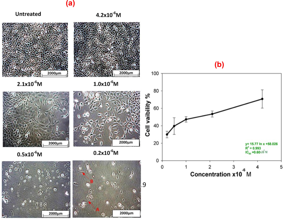 Dose-dependent cytotoxicity of the AuNPs conjugated BSA in SBF on HeLa cell line: (a) morphology of HeLa cells with and without AuNPs treatment at a magnification of 20x and (b) IC50 value of the AuNPs conjugated BSA in SBF on HeLa cell line.