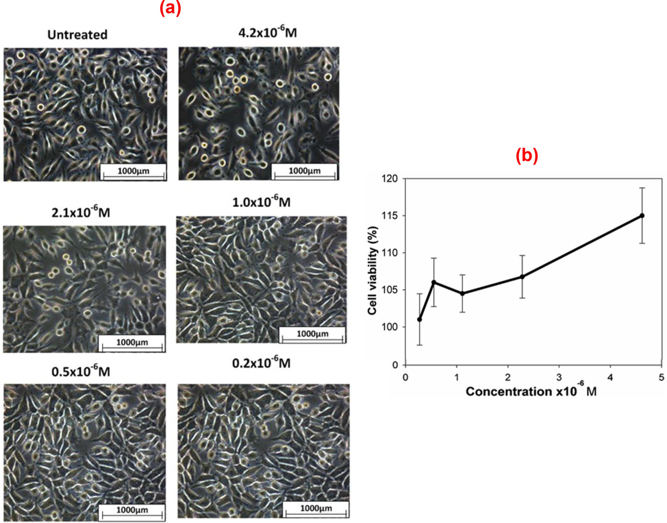 Dose-dependent cytotoxicity of the AuNPs conjugated BSA in SBF on L929 cell line: (a) morphology of L292 cells with and without AuNPs treatment and (b) effect of the concentration of the synthesized AuNPs on the viability of L929 cells.