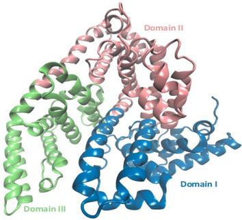 3D model of Bovine serum albumin used in the construction of the simulated systems.