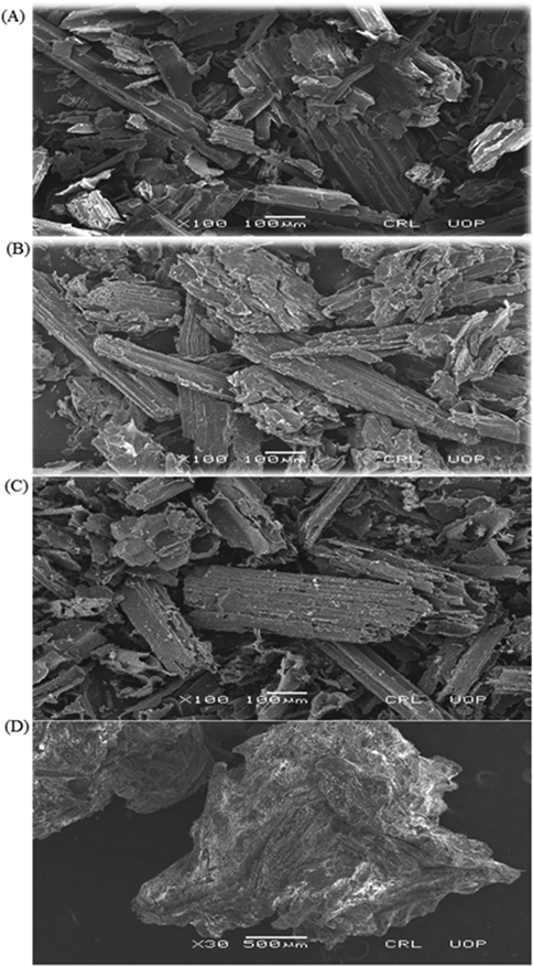 SEM images; (A) SB, (B) PAn-SB, (C) Ppy-SB and (D) NaA-SB used for the adsorption of 2,4-D.