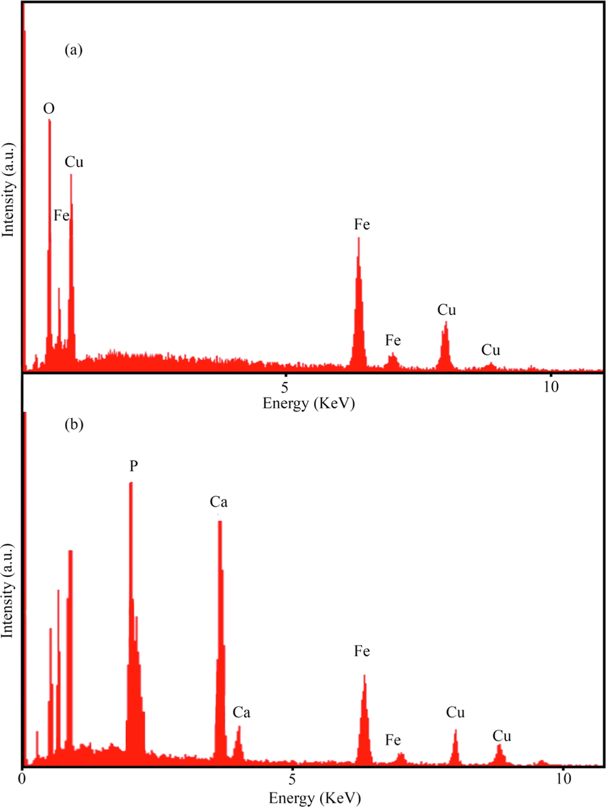 EDS spectrum of (a) CuFe12O19, and (b) CuFe12O19@HAp MNCs.