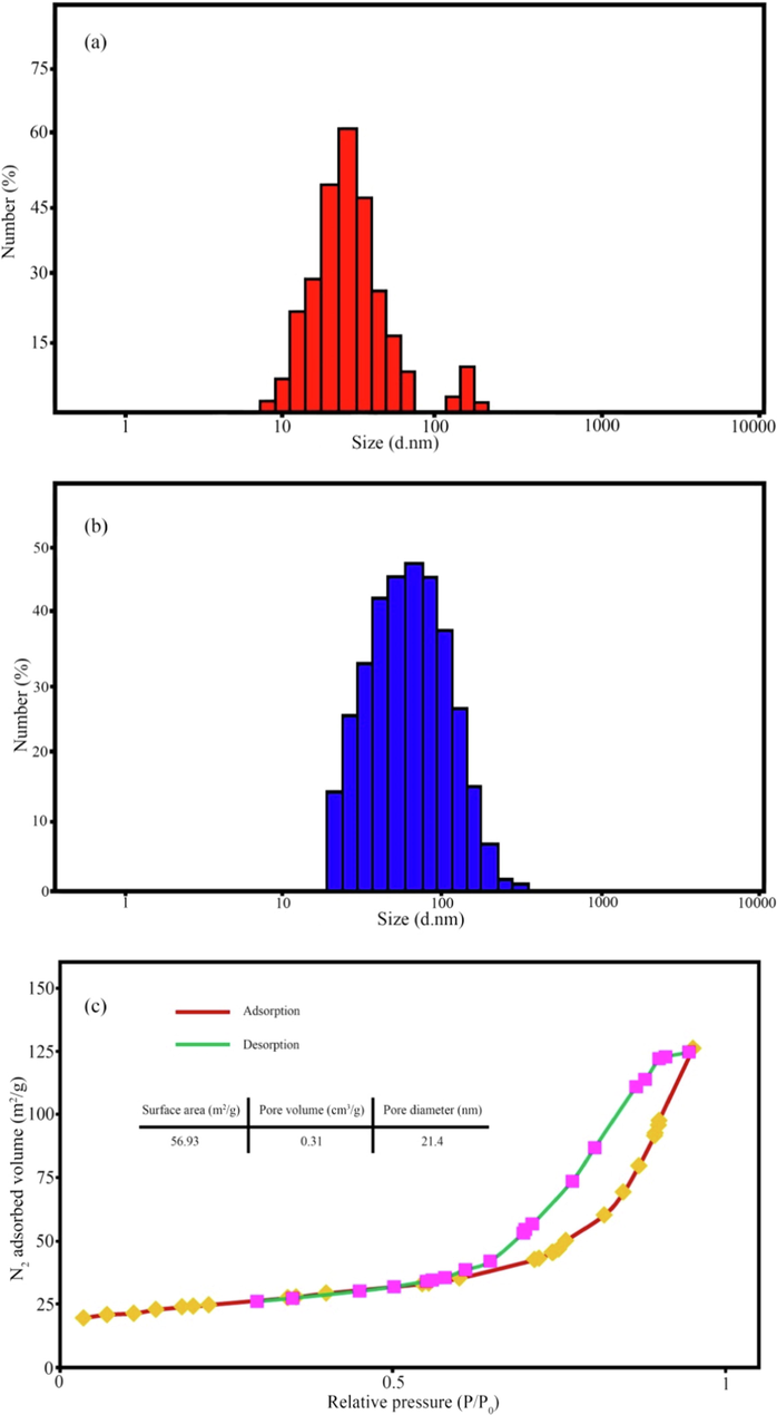 DLS plots of (a) CuFe12O19, (b) CuFe12O19@HAp-APTES MNCs, and (c) N2 adsorption–desorption isotherms for CuFe12O19@HAp-APTES MNCs.