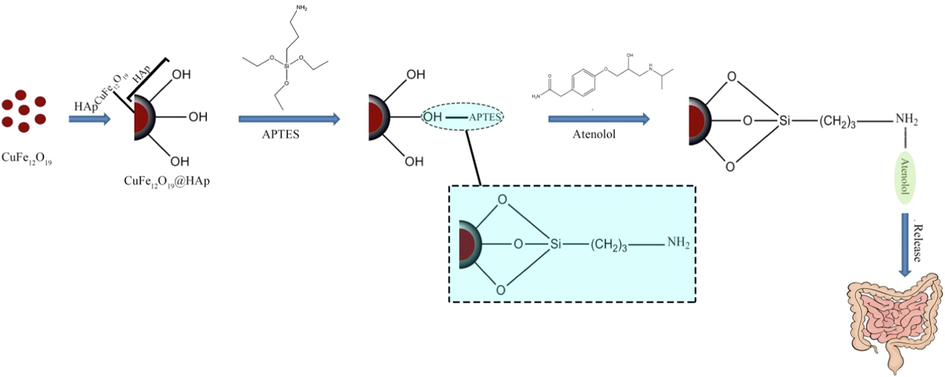 Schematic illustration of the preparation of CuFe12O19@HAp-APTES MNCs and atenolol loaded magnetic nanocomposites.