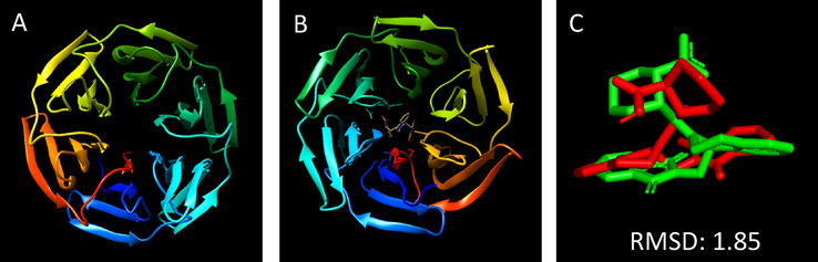 Comparison of molecular docking by Keap1 and its ligand IVV. (A) Crystal structure of Keap1 (PDB: 4L7B). (B) Crystal structure of Keap1 (PDB: 4L7B) with the original ligand IVV; (C) IVV superimposed structure.