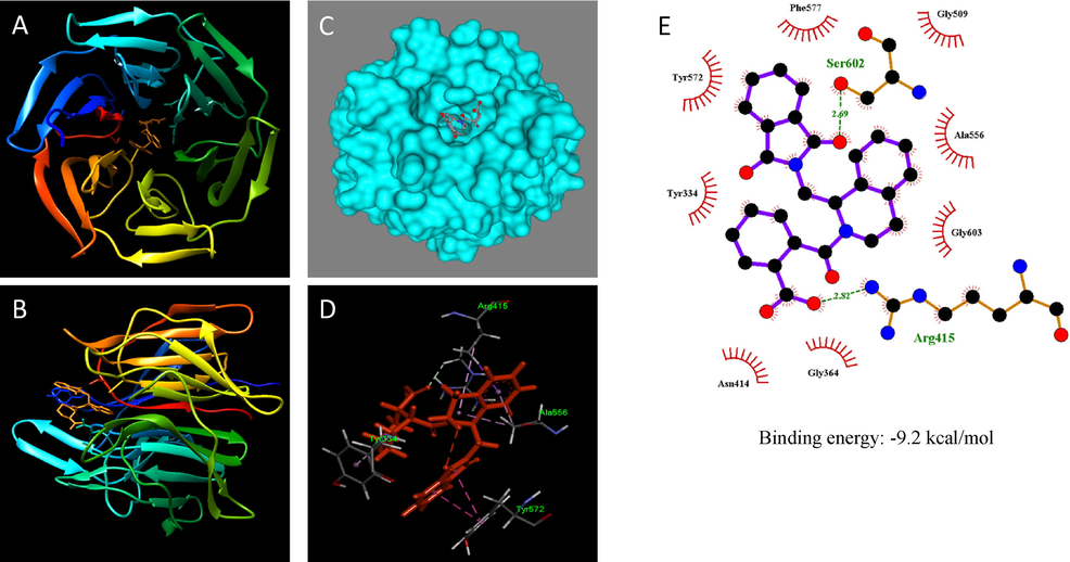 Molecular docking results of IVV with Keap1. Crystal structure of Keap1 with the original ligand IVV (orange) (PDB: 4L7B). (A) Front view; (B) Side view; (C) Surface view; (D) 3D view (E) 2D representation of the interactions.