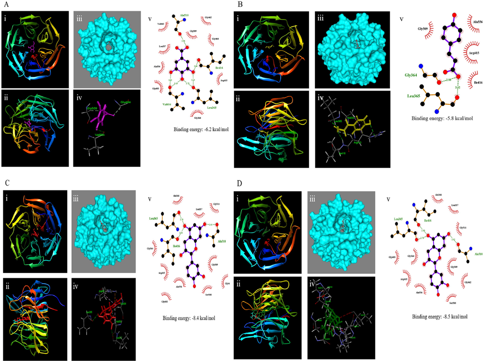 Comparison of binding residues of selected polyphenol compounds in non-oilseed legumes with Keap1. Gallic acid (A), coumaric acid (B), catechin (C), and epicatechin (D) with Keap1 are shown on their binding residues. Crystal structure of Keap1 (PDB: 4L7B) and binding interaction with gallic acid (pink), coumaric acid (yellow), catechin (red), and epicatechin (green). (i) Front view; (ii) Side view; (iii) Surface interaction; (iv) 3D view (v) 2D representation of the interactions.