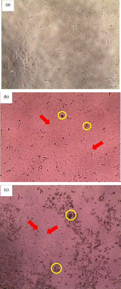 Morphological changes of BEAS-2B cell images at 100x magnification scale for a) before any treatment (negative control); b) cells treated with Papaya Leaves with Saponin Reduction (PLSR) extract emulsion formulation at 48 hrs at 500 ppm; c) cells treated with PLSR emulsion at 72 hrs at 500 ppm. Red arrows: The healthy over crowded fibroblast cells adhered onto glass surfaces. Yellow circles: Suspended dead cells visibly seen in black spots. Lack of nutrients in the growth media and overcrowded spaces could have led to cell death (necrosis).