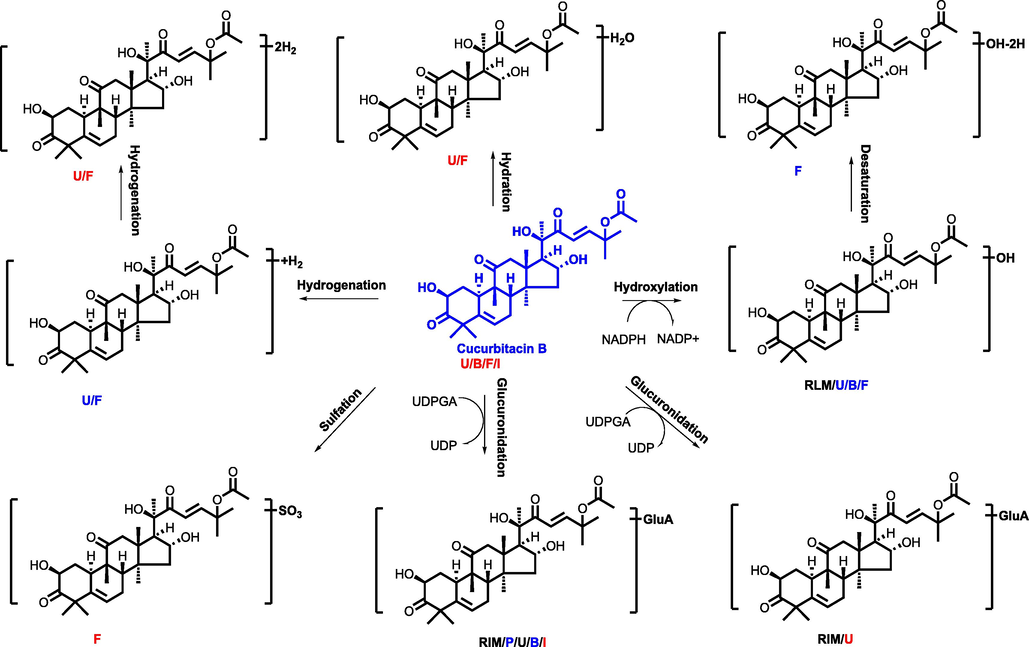 The proposed metabolic pathway of cucurbitacin B (P, U, B, F, I, meant metabolites detected in plasma, urine, bile, feces, intestine content, respectively. RLM, RIM meant that cucurbitacin B were incubated in the system of rat liver microsome enzyme and rat intestinal microsome enzyme, respectively; red, blue and black mark meant metabolites detected in different biosamples after dosing GXB extract, single compounds, and both two groups, respectively.) (For interpretation of the references to colour in this figure legend, the reader is referred to the web version of this article.).