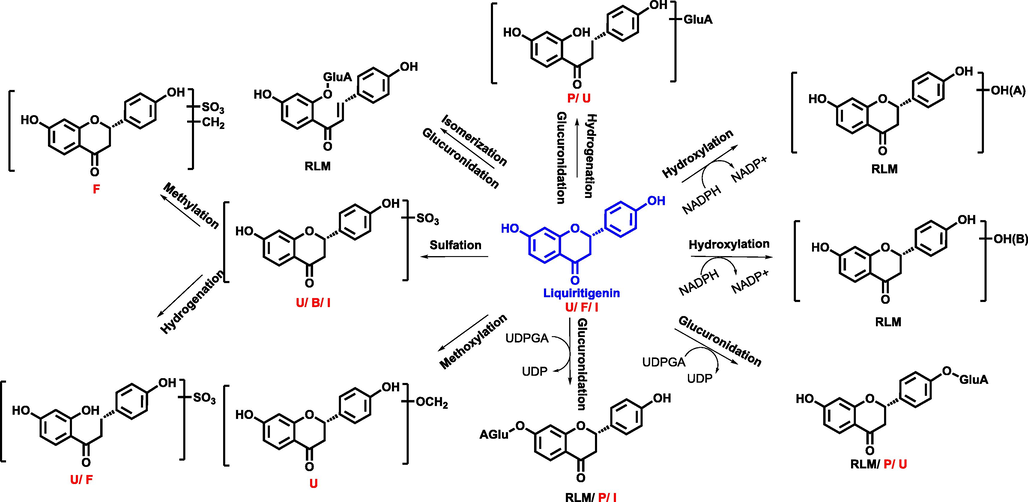 The proposed metabolic pathway of liquirtigenin (P, U, B, F, I, meant metabolites detected in plasma, urine, bile, feces, intestine content, respectively. RLM, RIM meant that liquirtigenin were incubated in the system of rat liver microsome enzyme and rat intestinal microsome enzyme, respectively; red, blue and black mark meant metabolites detected in different biosamples after dosing GXB extract, single compounds, and both two groups, respectively.) (For interpretation of the references to colour in this figure legend, the reader is referred to the web version of this article.).