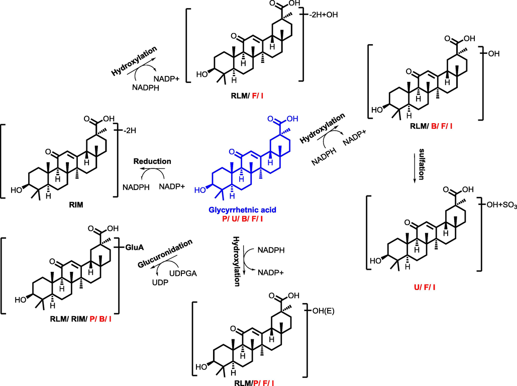 The proposed metabolic pathway of glycyrrhizic acid (P, U, B, F, I, meant metabolites detected in plasma, urine, bile, feces, intestine content, respectively. RLM, RIM meant that glycyrrhizic acid were incubated in the system of rat liver microsome enzyme and rat intestinal microsome enzyme, respectively; red, blue and black mark meant metabolites detected in different biosamples after dosing GXB extract, single compounds, and both two groups, respectively.) (For interpretation of the references to colour in this figure legend, the reader is referred to the web version of this article.).