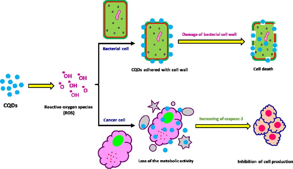 The plausible mechanism of antibacterial and anticancer activity for the prepared CQDs.