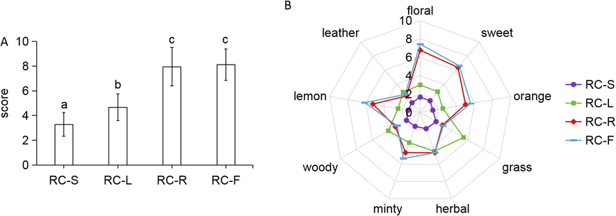Sensory analyses of RC-S, RC-L, RC-R, and RC-F. Overall odorousness (A); odor characteristics’ concentrations, including floral, sweet, orange, grass, herbal, minty, woody, lemon, and leather (B).