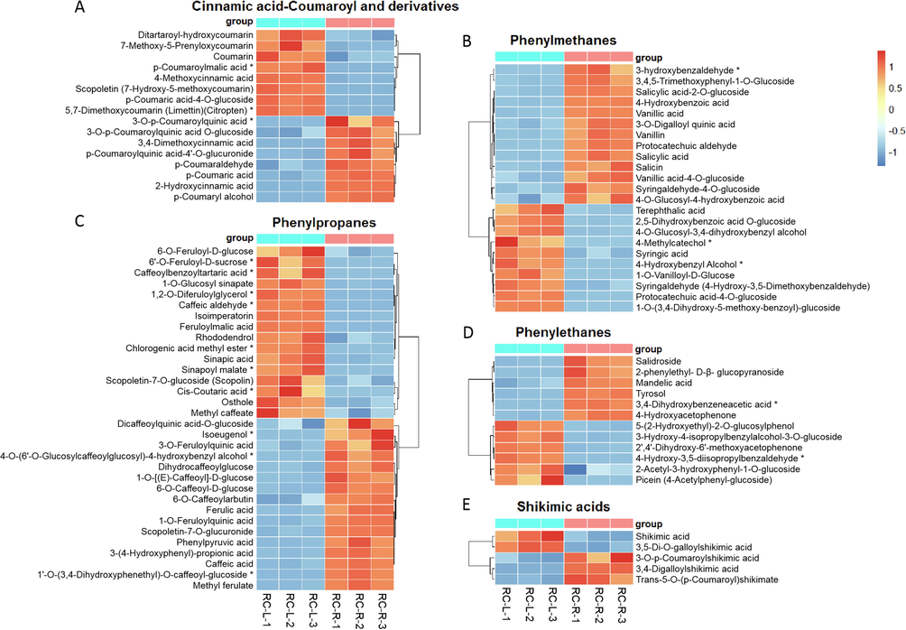 The differences in differential metabolites of phenylpropanoids between RC-L and RC-R displayed by heat map. There were 3 biomarkers and 13 CDMs for cinnamic acid-coumaroyl and derivatives (A), 3 biomarkers and 20 CDMs for phenylmethanes (B), 10 biomarkers and 22 CDMs for phenylpropanes (C), 2 biomarkers and 10 CDMs for phenylethanes (D), and 0 biomarker and 5 CDMs for shikimic acids. Three independent replicates were performed.