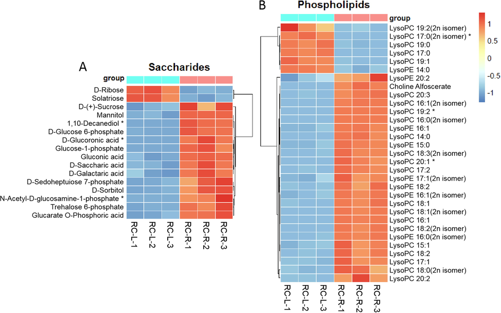 The differences in differential metabolites of saccharides and phospholipids between RC-L and RC-R displayed by heat map. There were 3 biomarkers and 13 CDMs for saccharides (A), and 3 biomarkers and 28 CDMs for phospholipids (B). Three independent replicates were performed.