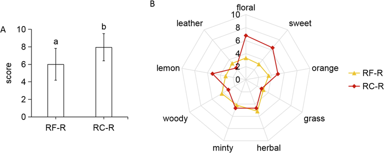 Sensory analyses of RF-R and RC-R. Overall odorousness (A); and odor characteristics’ concentrations, including floral, sweet, orange, grass, herbal, minty, woody, lemon, and leather (B).